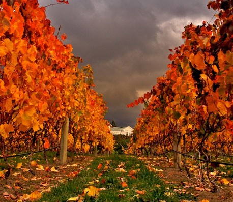 无限循环呼叫手机号软件